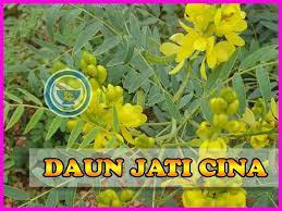 Check spelling or type a new query. Benarkah Teh Daun Jati Cina Bahaya Pelangsing Alami