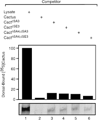 Transfer the isolated ovaries to a 1.5 ml tube collect embryos from the agar plate using a small paintbrush and place them in the partially immersed basket. A Role For Ckii Phosphorylation Of The Cactus Pest Domain In Dorsoventral Patterning Of The Drosophila Embryo Abstract Europe Pmc