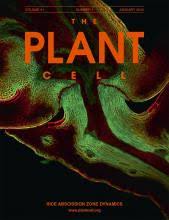 Maybe you would like to learn more about one of these? Plantae The Plant Cell Plantae