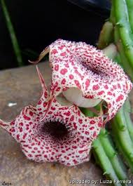 Image result for Huernia hislopii