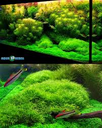 Image result for Rotala fluitans