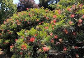 Image result for Grevillea