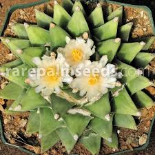 Peyote is a little desert flora that contains catches molded like a plate so you'll wanna buy peyote from us. Ariocarpus Retusus Subsp Retusus Living Rock False Peyote Buy Seeds At Rarepalmseeds Com