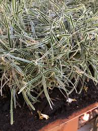 Image result for Ficinia