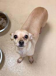 K14 R N4 Year Old Female Chi Mix R Navailable Friday August 14 Rat Dog Dog Status Cute Cats And Dogs