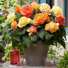 Fantastic double flowering begonias, top size bulbs supplied (size 6up) so you will only need one bulb per large pot, or two to three for a large container. Flower Bulbs Begonia Double Pastel Assorted 6 Bulbs Walmart Canada