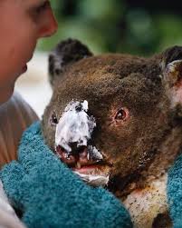 Nature On Instagram Nearly 1 25 Billion Animals Have Been Killed In Australia S Raging Wildfires With Fears Entire Sp In 2020 Baby Animals Animals Australian Animals