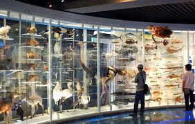 National Museum Of Nature And Science Ueno Nature Museum Natural Science Museum Tokyo Museum