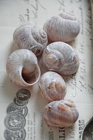 0 40 St 6 Weinbergschnecken Weiss Floristikbedarf Schnecke Schneckenhaus White Ebay Schneckenhaus Weinbergschnecke Schnecken