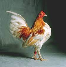 Portraits Of Pretty Chickens Highlight The Animal S Elegance Feature Shoot Animal Photography Beautiful Chickens Pet Chickens