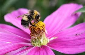 Closeup photo of brown and black insect, common carder bee, 35mm. White Tailed Bumblebee The Wildlife Trusts