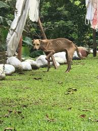 Vamos a explicar de nuevo y esperemos hagamos viral esta información!!!  Este perrito está en colonia naranjeña, esto es por es sector de rio  celeste zona norte para que tengan una idea,,,,,