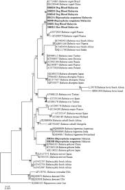 To connect with binascape, sign up for facebook today. Detection Of Babesia Spp In Dogs And Their Ticks From Peninsular Malaysia Emphasis On Babesia Gibsoni And Babesia Vogeli Infections In Rhipicephalus Sanguineus Sensu Lato Acari Ixodidae