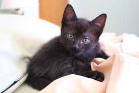 What Does It Mean When You Dream About Kittens Https Depthdreaming Com What Does It Mean When You Dream About Ki Cat Having Kittens Kittens Animals For Kids