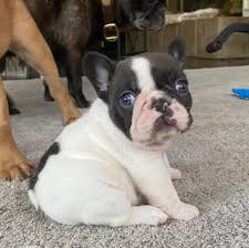 Over 14,238 french bulldogs pictures to choose from, with no signup needed. Classically French Bulldogs Home Facebook