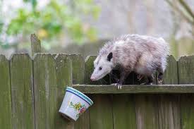 We did not find results for: Can Possums Climb Fences How To Prevent Backyard Critters 2021
