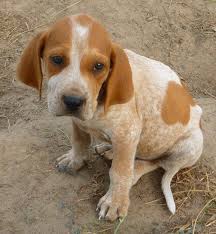 Pin On Red Tick Coonhound