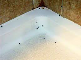 Bedroom Little Tiny Black Bugs In Bathroom Useful Tips On How To Get Rid Of Drain Flies Clean Shower Drain Tiny Flies Shower Drain