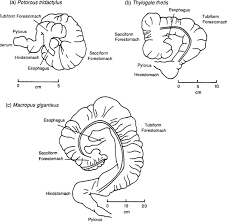 Hindgut fermenters also have a working, enlarged caecum which is the site of bacterial fermentation. Patterns Of Digesta Flow And Digestion In Foregut And Hindgut Fermenters Sciencedirect