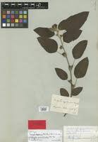 Image result for Acalypha welwitschiana