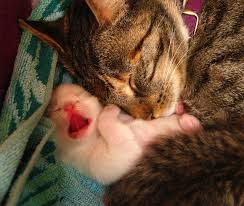 Pin On Articles From Feline Docs