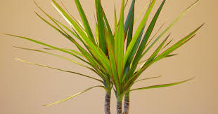 Image result for Dracaenaceae