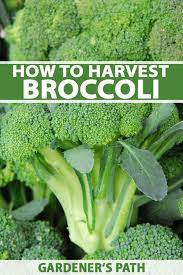 Broccoli is worth growing for its nutritional content alone. How To Harvest Broccoli Gardener S Path