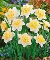 Ice King Double Daffodil Blooming Bulbs Bonsai Flower Daffodil Bulbs