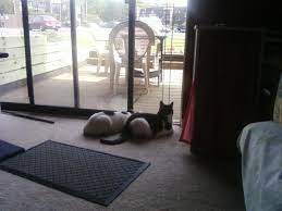 My wife wanted to get storage room for our basement for her yarns, knits and that. How To Make A Pet Proof Screen Panel For Your Sliding Glass Door Pethelpful