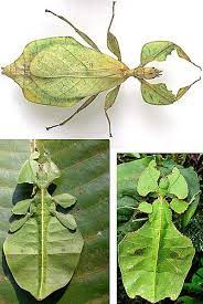 Leaf Insect The Phantom Insects Beautiful Bugs Leaves