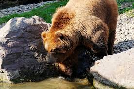 Split into three sections—africa, asia and alaska—the exhibits provide a genuine taste of the atmosphere in all of these habitats. Bear Brown Kamchatka Bear Water Rock Enclosure Animal Zoo Zoom Gelsenkirchen Animals In The Wild Pxfuel