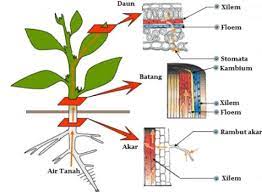 Oleh karena itu, air dari demikian juga hasil fotosintesis dari daun diangkut menuju seluruh tubuh tumbuhan. Sistem Transportasi Tumbuhan Beserta Proses Mekanisme