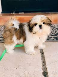 Shih tzu puppies have their origins from tibet and then were developed in china. Shih Tzu Puppy Shih Tzu Puppy Shih Tzu Puppies