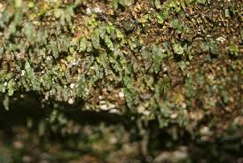 Image result for Didymoglossum erosum