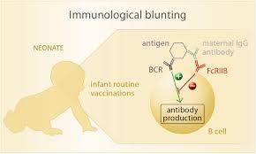 Nfluenza and whooping cough can be deadly, especially in a baby's first few months of life. Frontiers Vertically Transferred Immunity In Neonates Mothers Mechanisms And Mediators Immunology