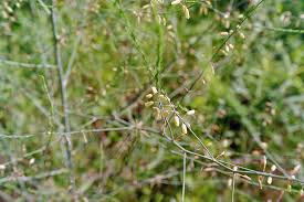 Image result for Asparagus nelsii