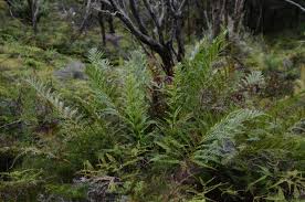 Image result for Todea