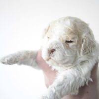 Lagotto romagnolo breeders below is a sample search of our lagotto romagnolo breeders with puppies for sale. Lagotto Romagnolo Puppies For Sale Ideal Dale Breeding House