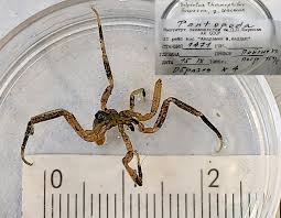 Image result for Pycnosphaera