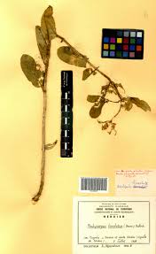 Image result for Pachycarpus lineolatus