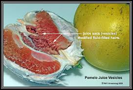 Maybe you would like to learn more about one of these? Citrus Fruit Photos