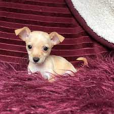 Chihuahua Puppy For Sale In Houston Tx Adn-63975 On Puppyfindercom Gender Male Age 9 Weeks Old Chihuahua Puppies Puppies Cute Dogs