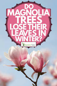 Little gem magnolia tree in winter. Do Magnolia Trees Lose Their Leaves In Winter Garden Tabs