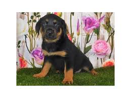 Akc champion rottweiler puppies, both parents are health tested, beautiful great temperament strong play prey drive, great. Rottweiler Puppies Petland Bolingbrook Il
