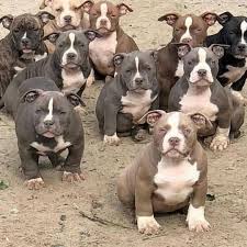 Develops Your Dog S Hidden Intelligence Bully Breeds Dogs Pitbull Puppies Bully Dog