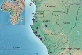 Image result for Keetia gueinzii