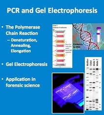 Pcr And Gel Electrophoresis A Senior Biology Powerpoint Lesson Notes Powerpoint Lesson High School Science Secondary School Science