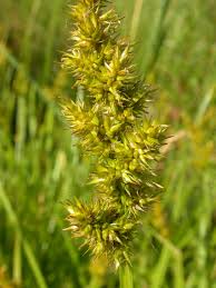 Image result for Hippocratea graciliflora