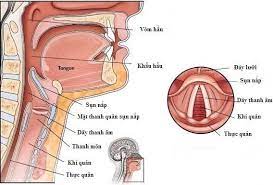 Theo thông tin ban đầu, nghệ sĩ giang còi bị ung thư hạ họng giai đoạn 3, có nguy cơ mất giọng hoàn toàn. Ung ThÆ° Thanh Quáº£n Kham Va Ä'iá»u Trá»‹ á»Ÿ Ä'au Tá»'t Ha Ná»™i