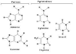 nucleic acid